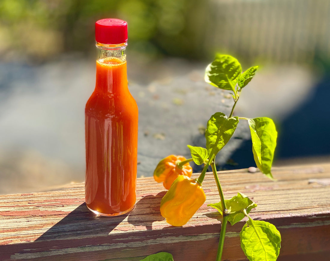 Homemade habanero hot sauce and pepper plant